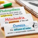 Flashcards That Actually Work for Better Memory